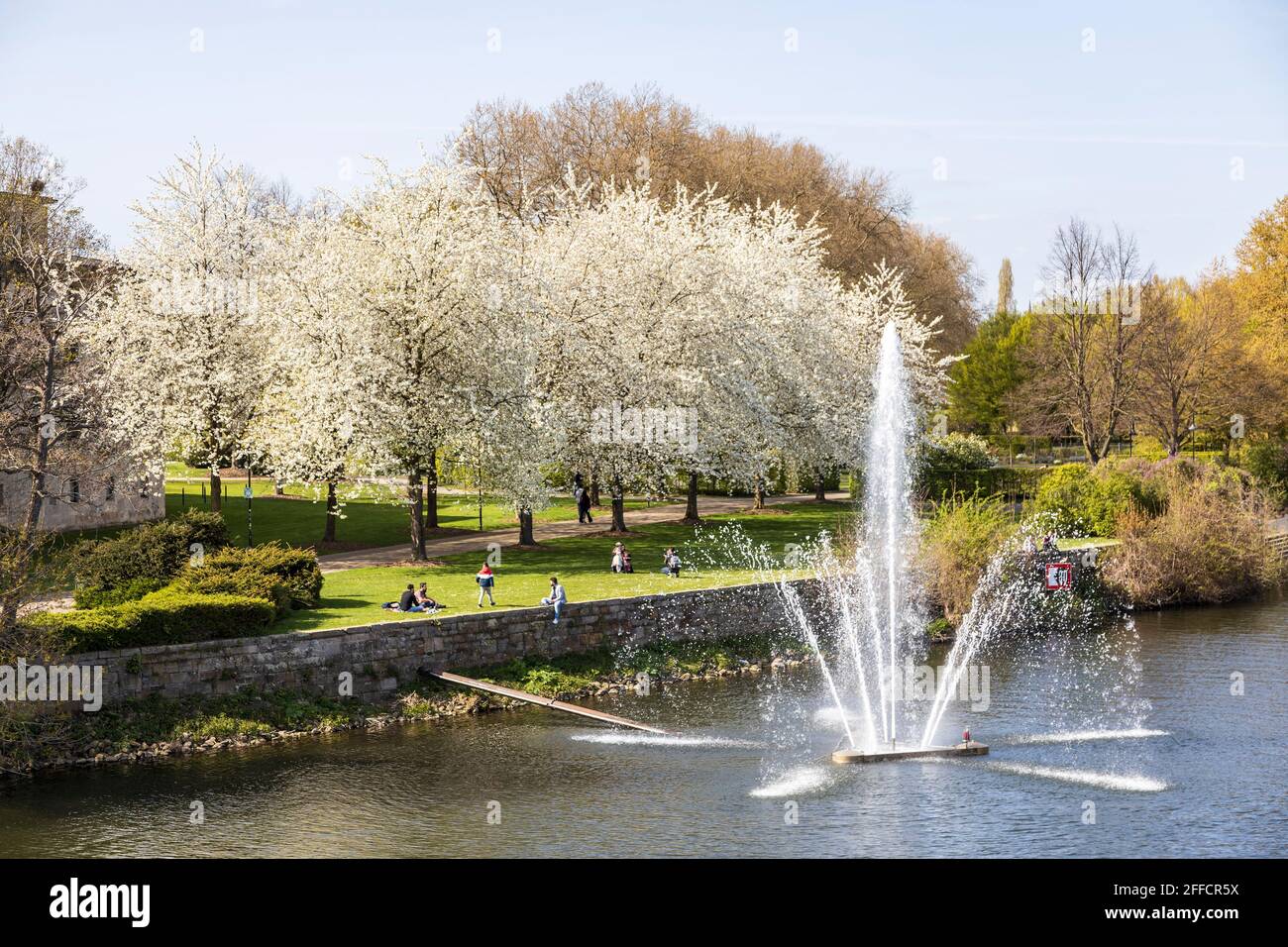 Blossoming cherry trees in spring, Müga-Park, Mülheim an der Ruhr, Germany Stock Photo