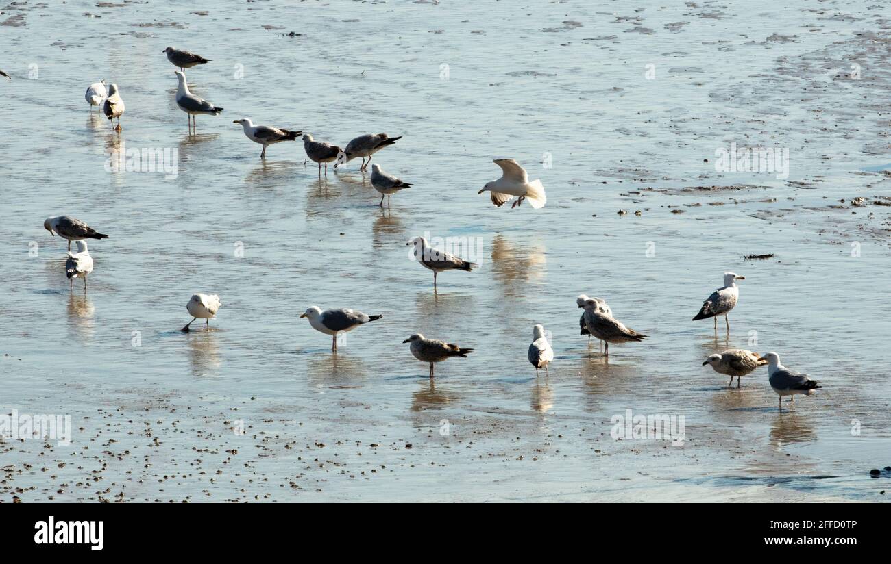 Adult Herring Gull in summer plumage flies in to join a group foraging on the beach. The group includes juveniles. They are on conservation Red List. Stock Photo