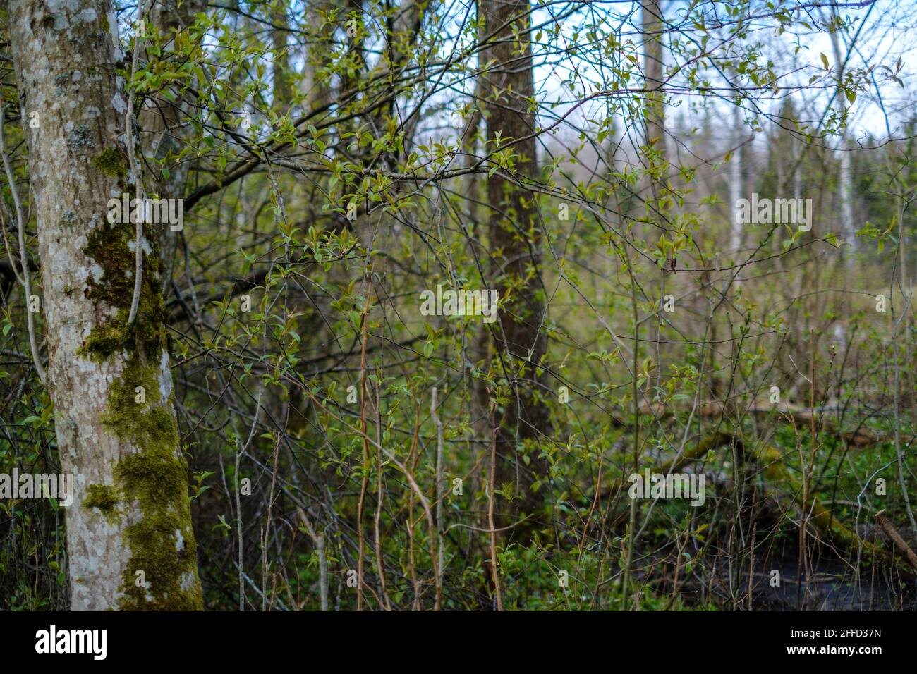 large old tree trunk in the forest in natural environment Stock Photo ...