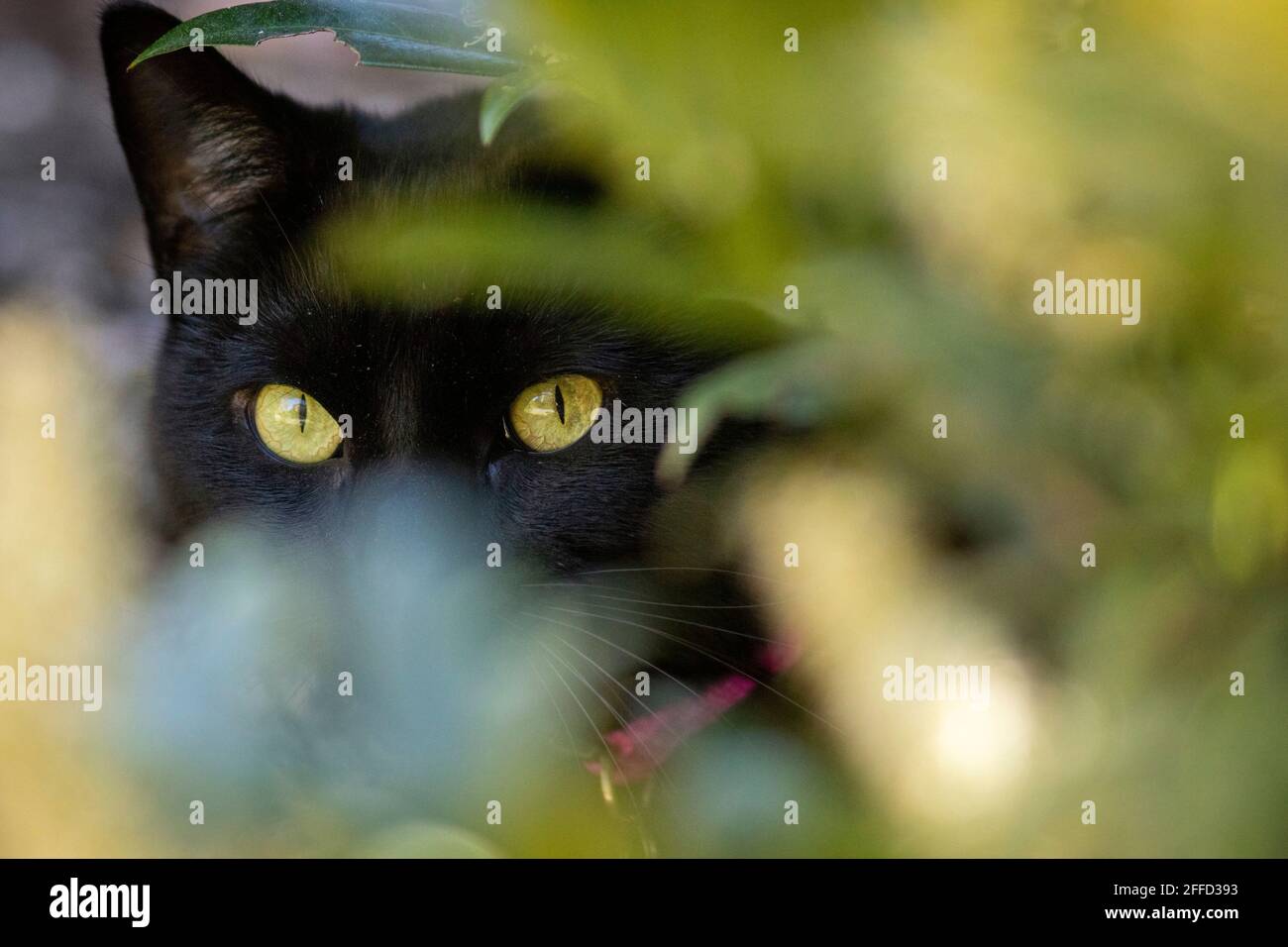 Black cat with yellow eyes peeking between leaves - Brevard, North Carolina, USA Stock Photo