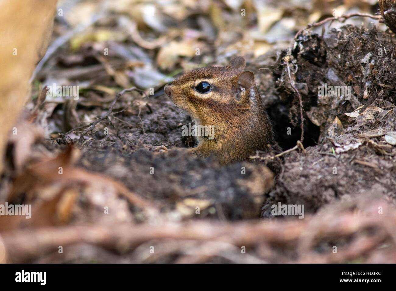 Eastern chipmunk (Tamias striatus) peeking out of burrow - Brevard, North Carolina, USA Stock Photo
