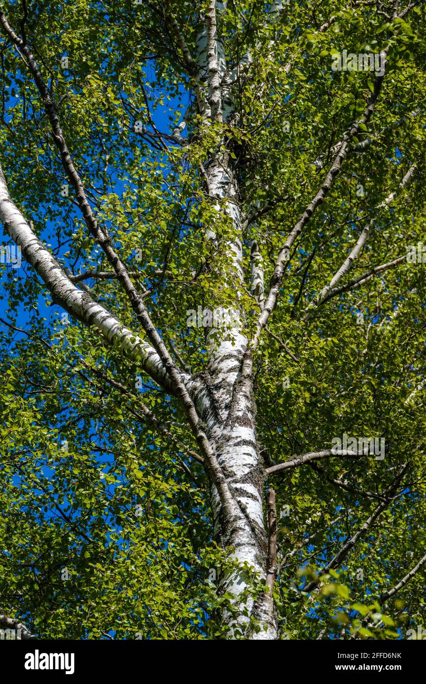large old tree trunk in the forest in natural environment Stock Photo ...