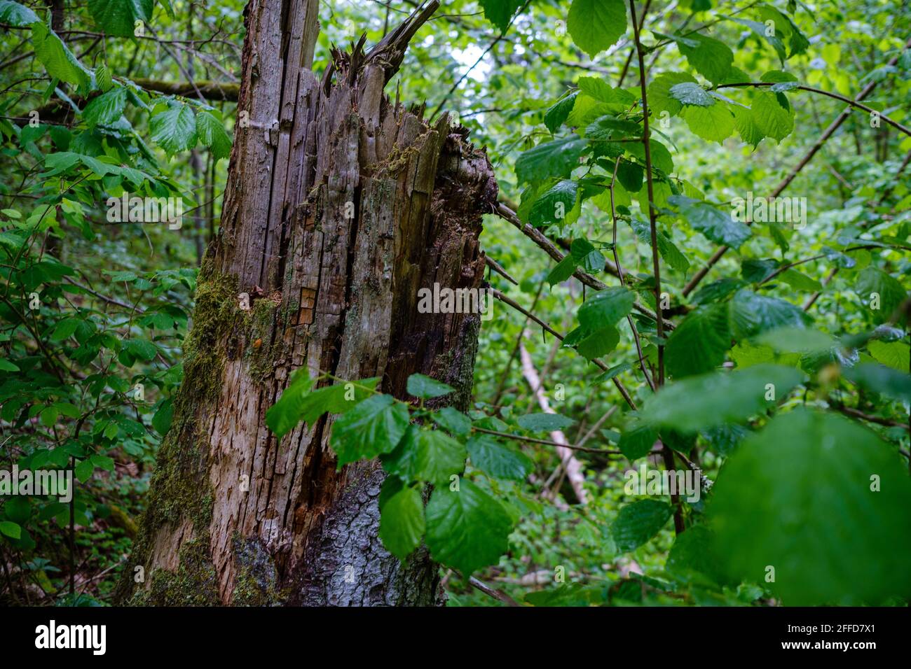 large old tree trunk in the forest in natural environment Stock Photo ...
