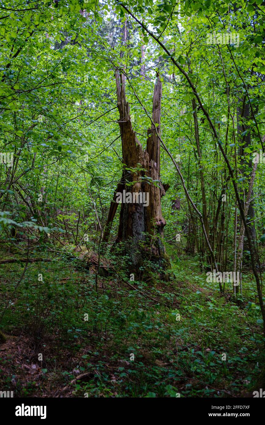 large old tree trunk in the forest in natural environment Stock Photo ...