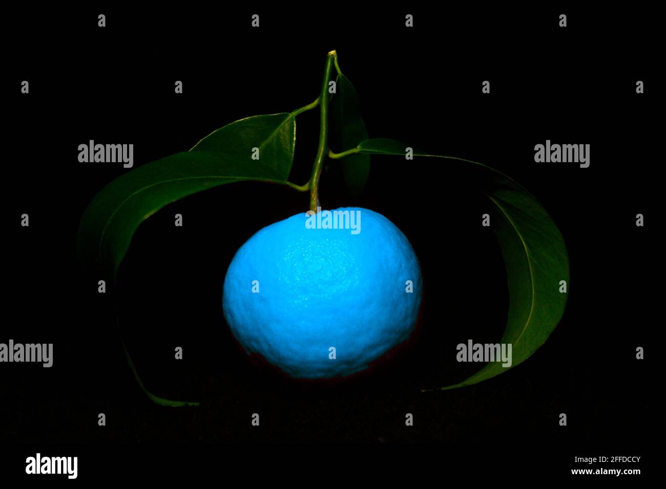blue color changed tangerine with green leaves isolated on black Stock