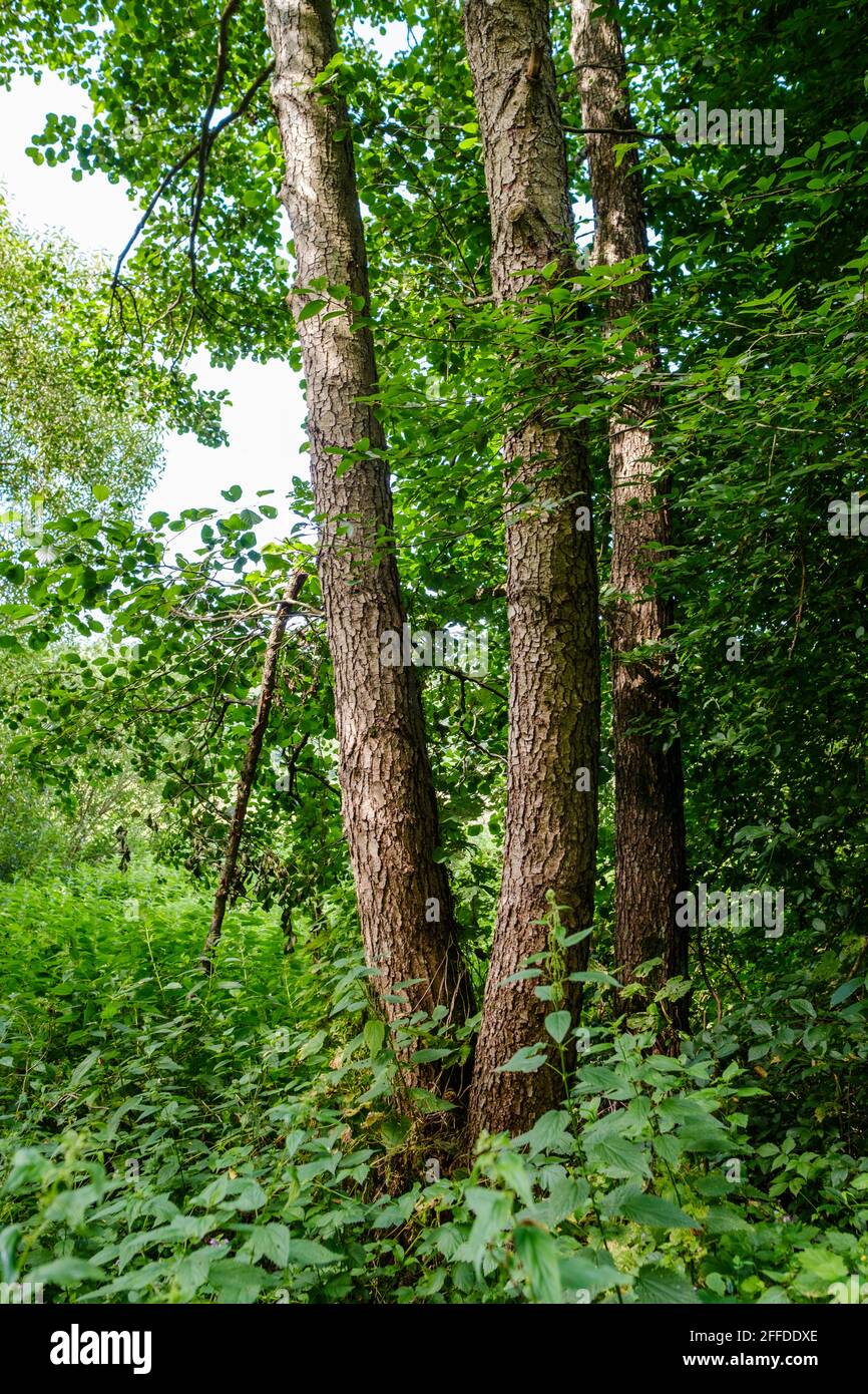 large old tree trunk in the forest in natural environment Stock Photo ...