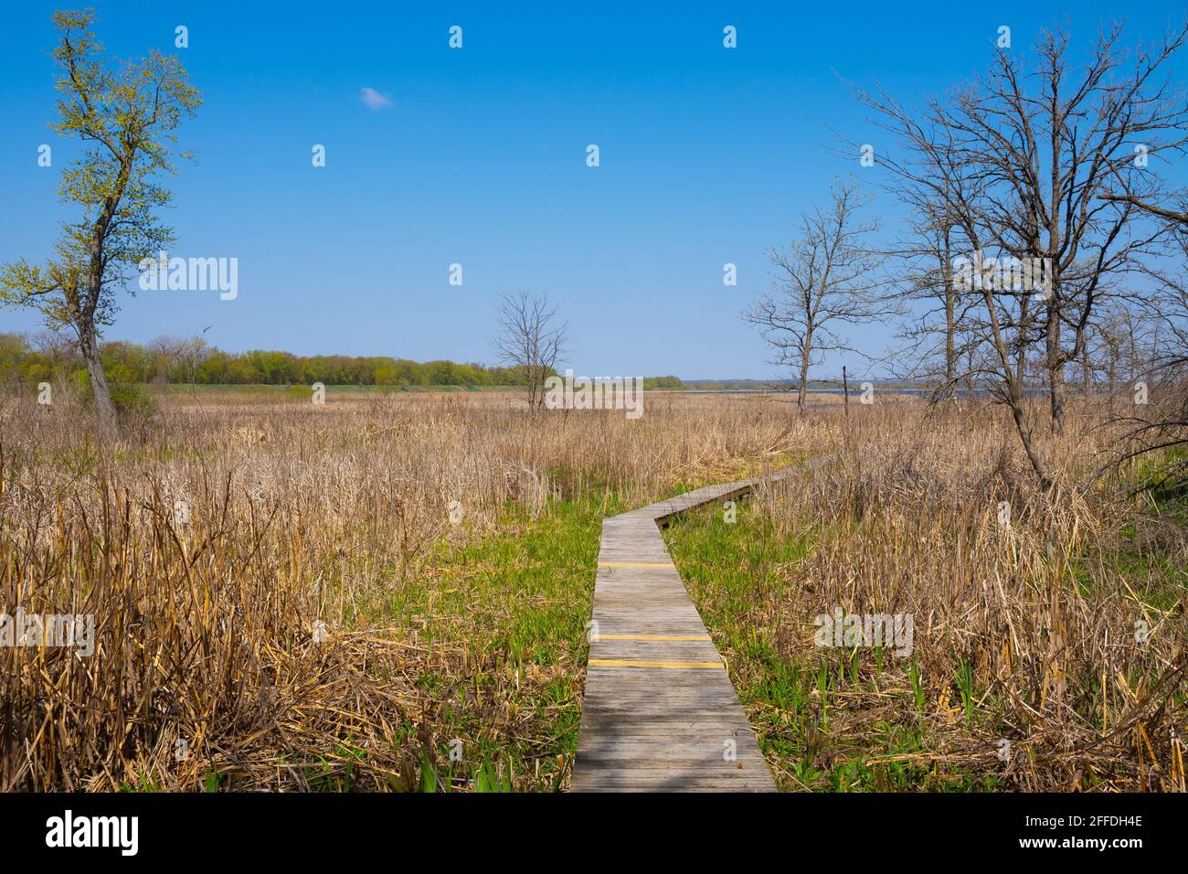 Wooden walkway over wetlands on a beautiful Spring morning. Dixon