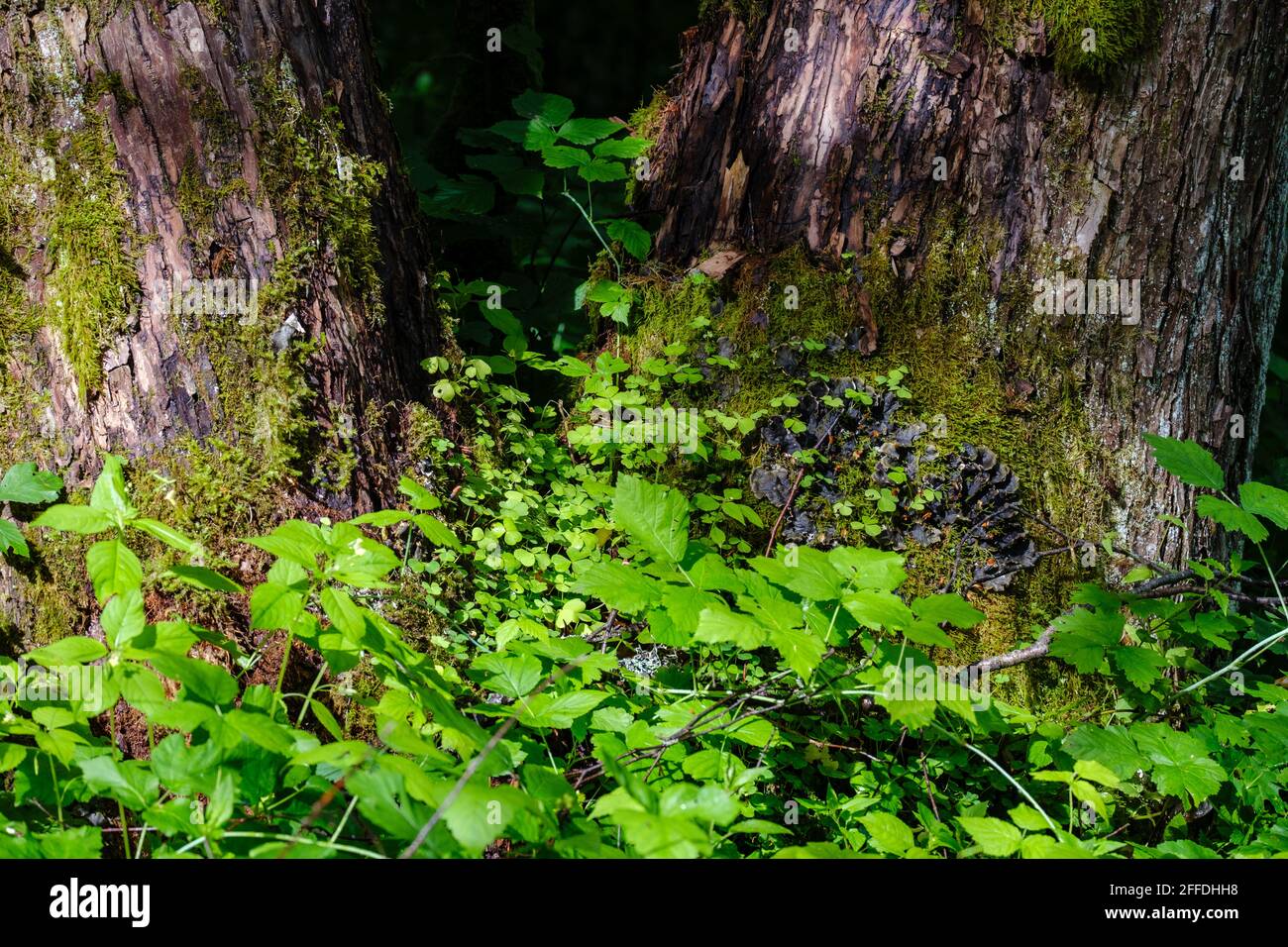 large old tree trunk in the forest in natural environment Stock Photo ...