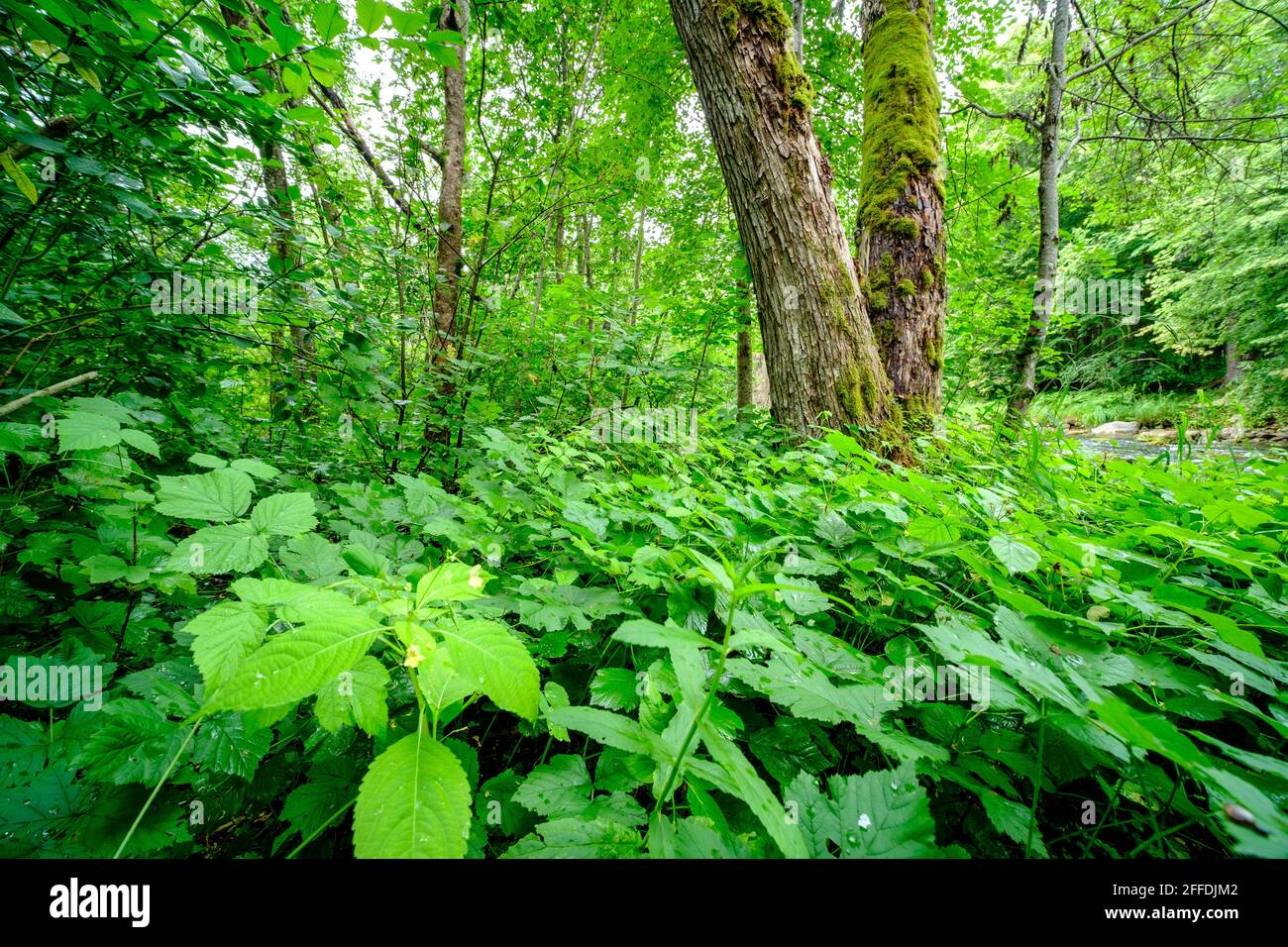 large old tree trunk in the forest in natural environment Stock Photo ...