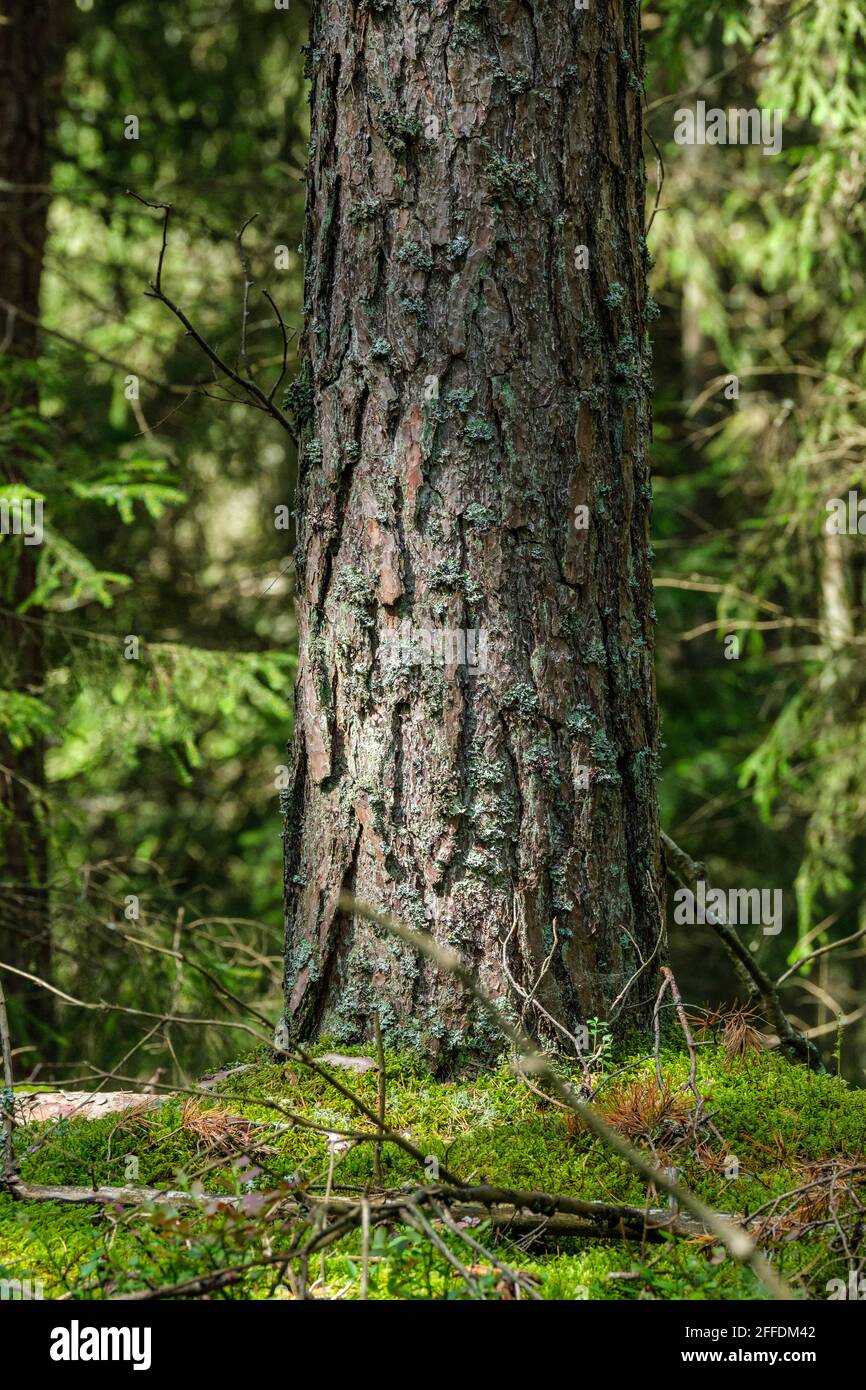 Tree horizon old large winter hi-res stock photography and images - Alamy