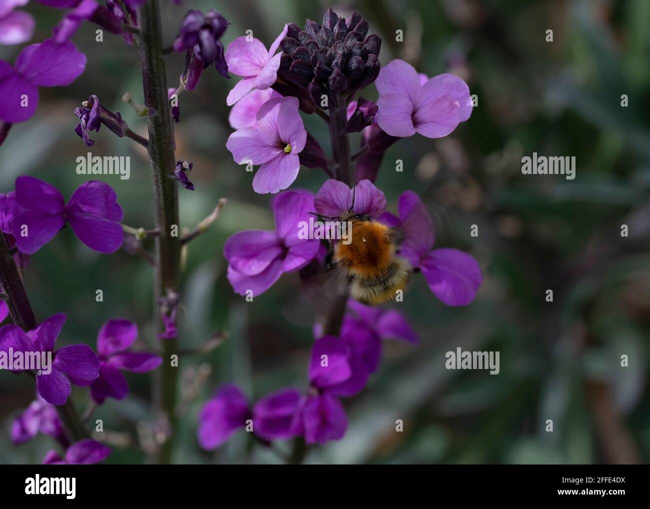 BeeFly Darkedged (Bombylius major), feeding on a wall flower in a
