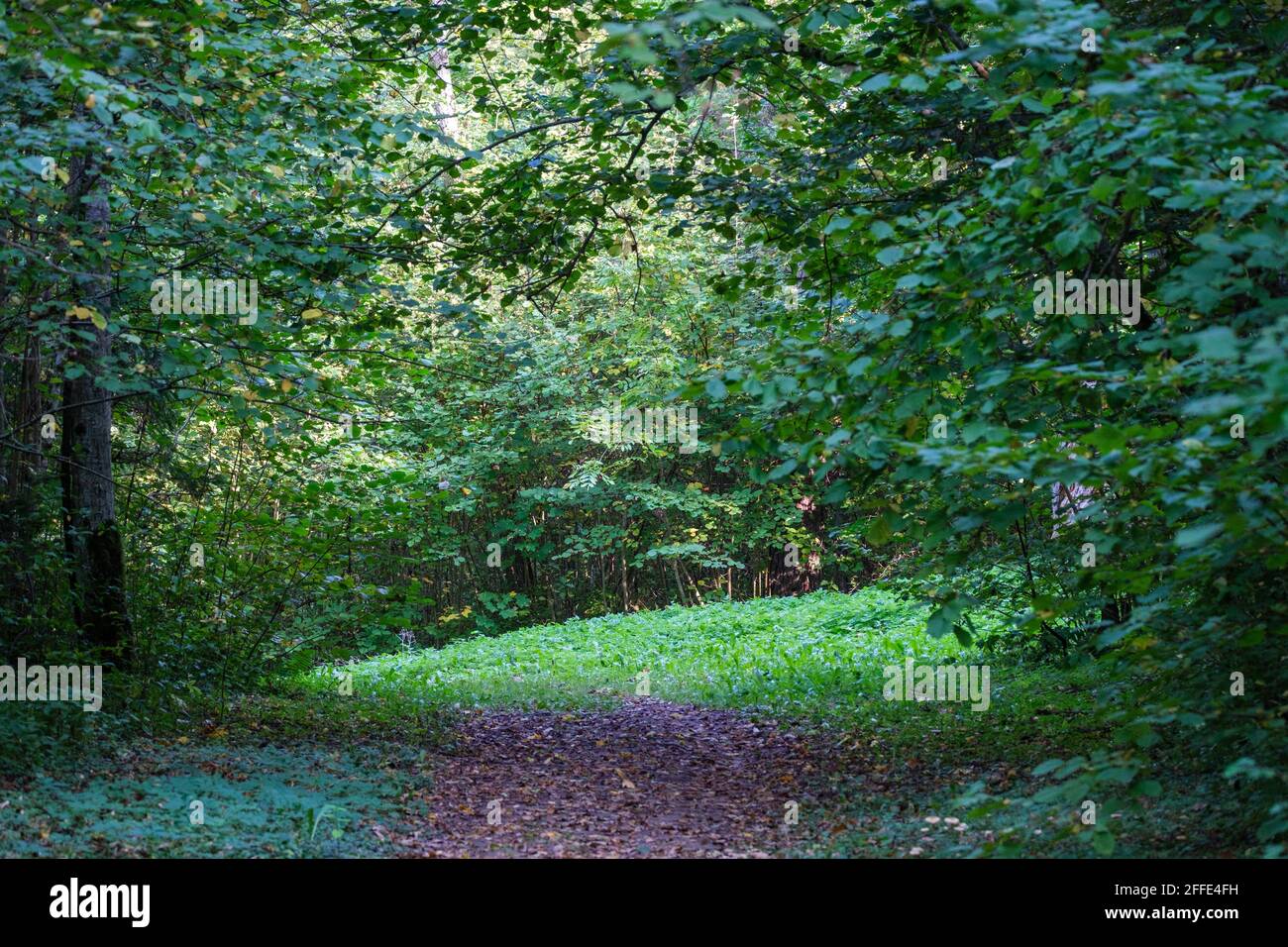 tourist trail in forest in autumn with yellow fallen leaves on the ...