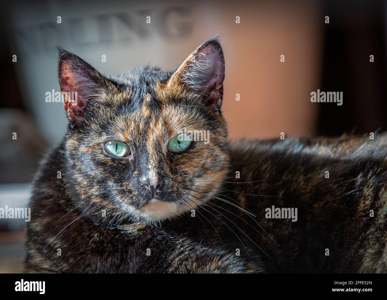 Domestic pet cat head shot with kindling bucket out of focus in background Stock Photo