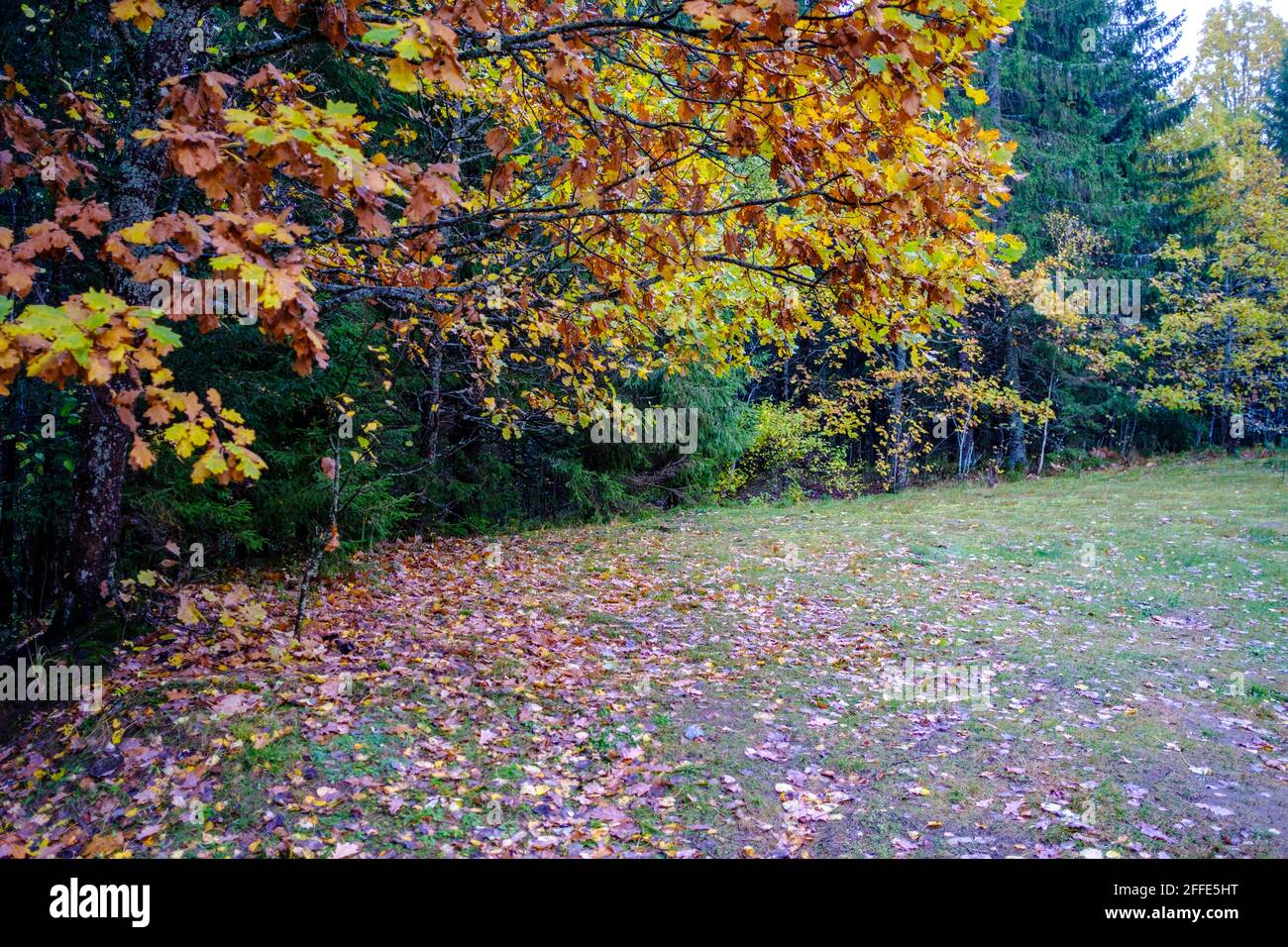 tourist trail in forest in autumn with yellow fallen leaves on the ...