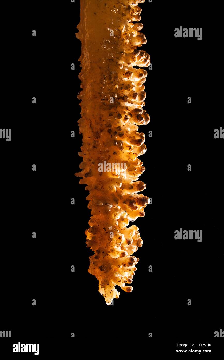 Tip of stalactite in cave, Gualtiero Savi, Italy Stock Photo