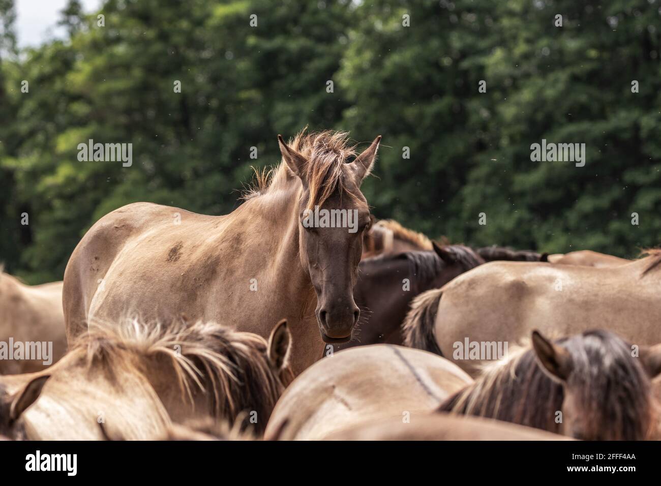 A group of wild horses Stock Photo Alamy