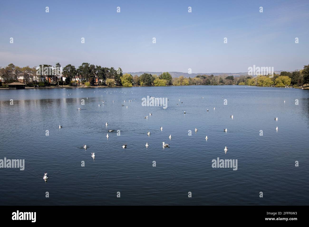 Seagulls on lake, Roath Park, Cardiff, Wales, UK Stock Photo