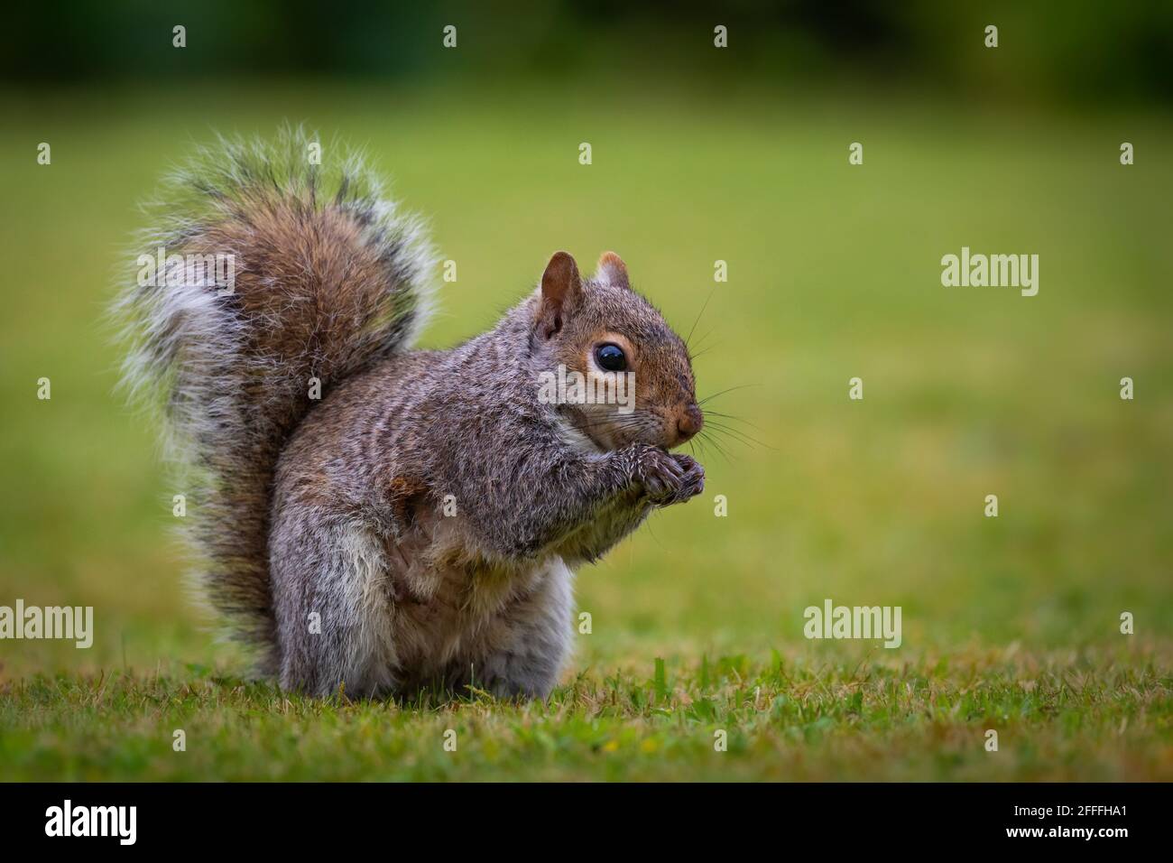 Grey Squirrel [ Sciurus carolinensis ]  on lawn with very shallow depth of field Stock Photo