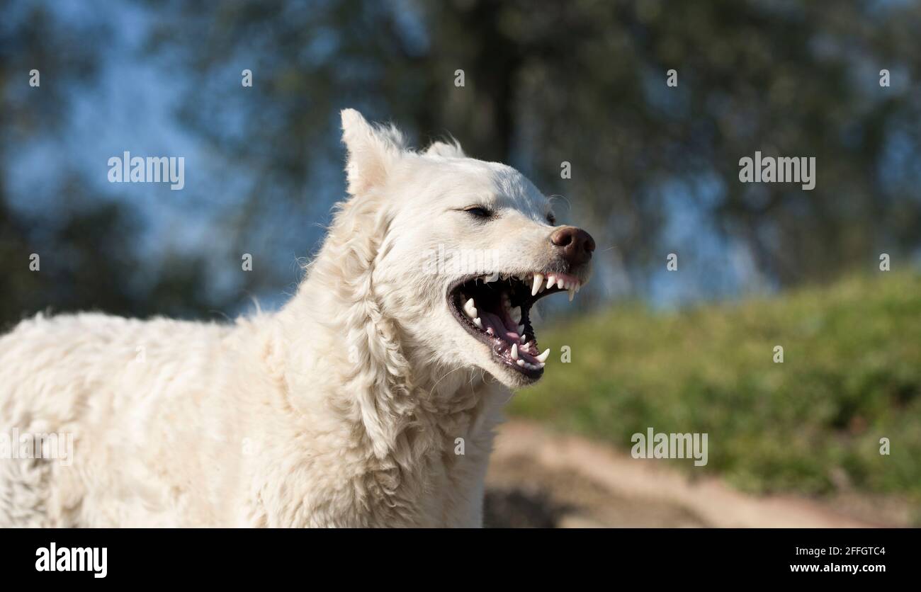 White angry dog looks aggressive with dangerous teeth Stock Photo