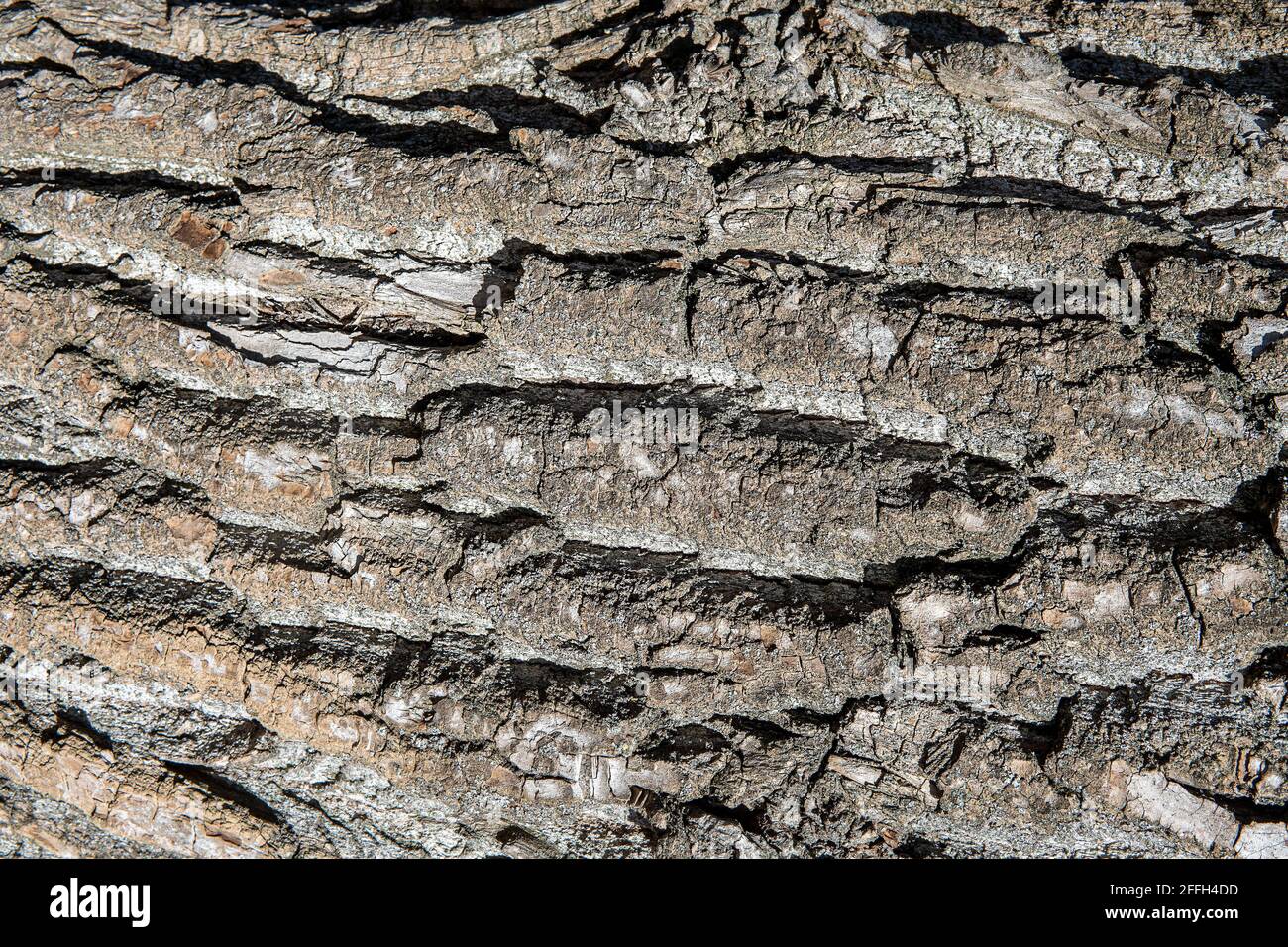 Old gray Wood Tree Texture Background Pattern Stock Photo - Alamy