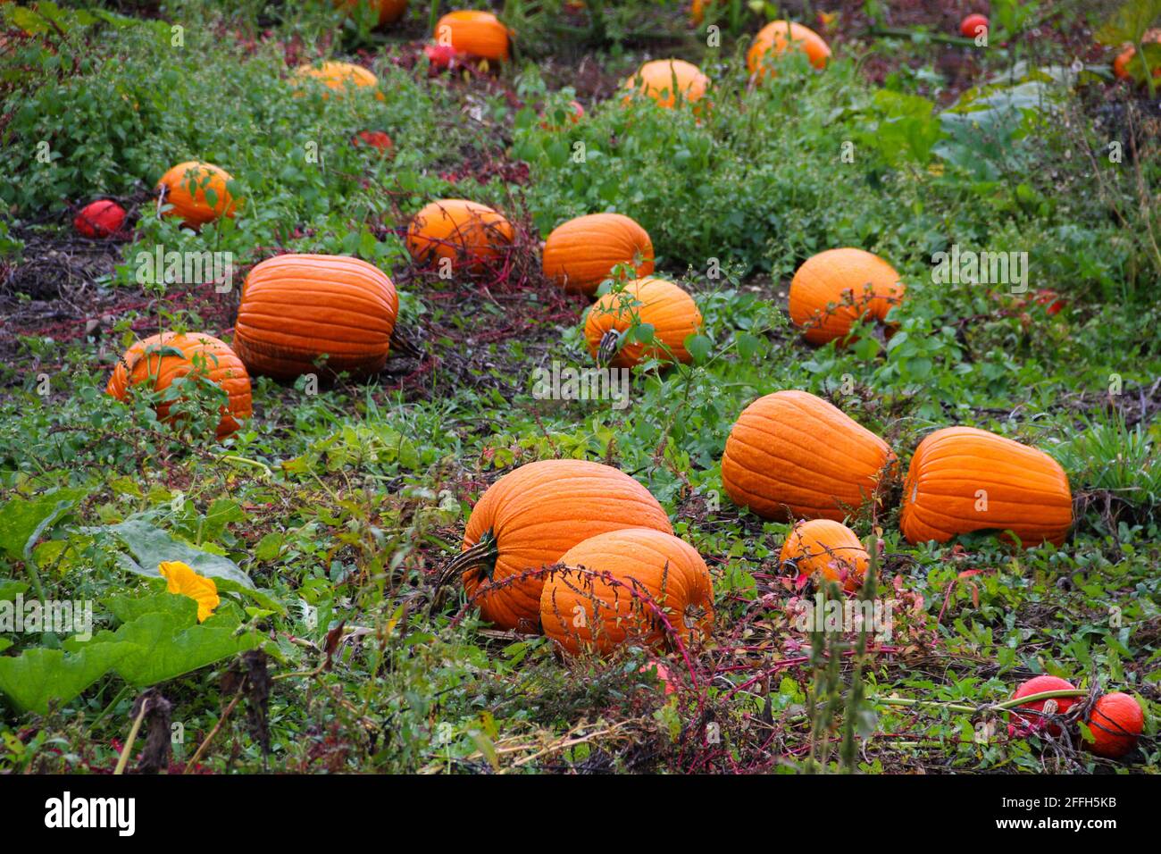 Field with ripe orange pumpkins lying on the ground Stock Photo - Alamy
