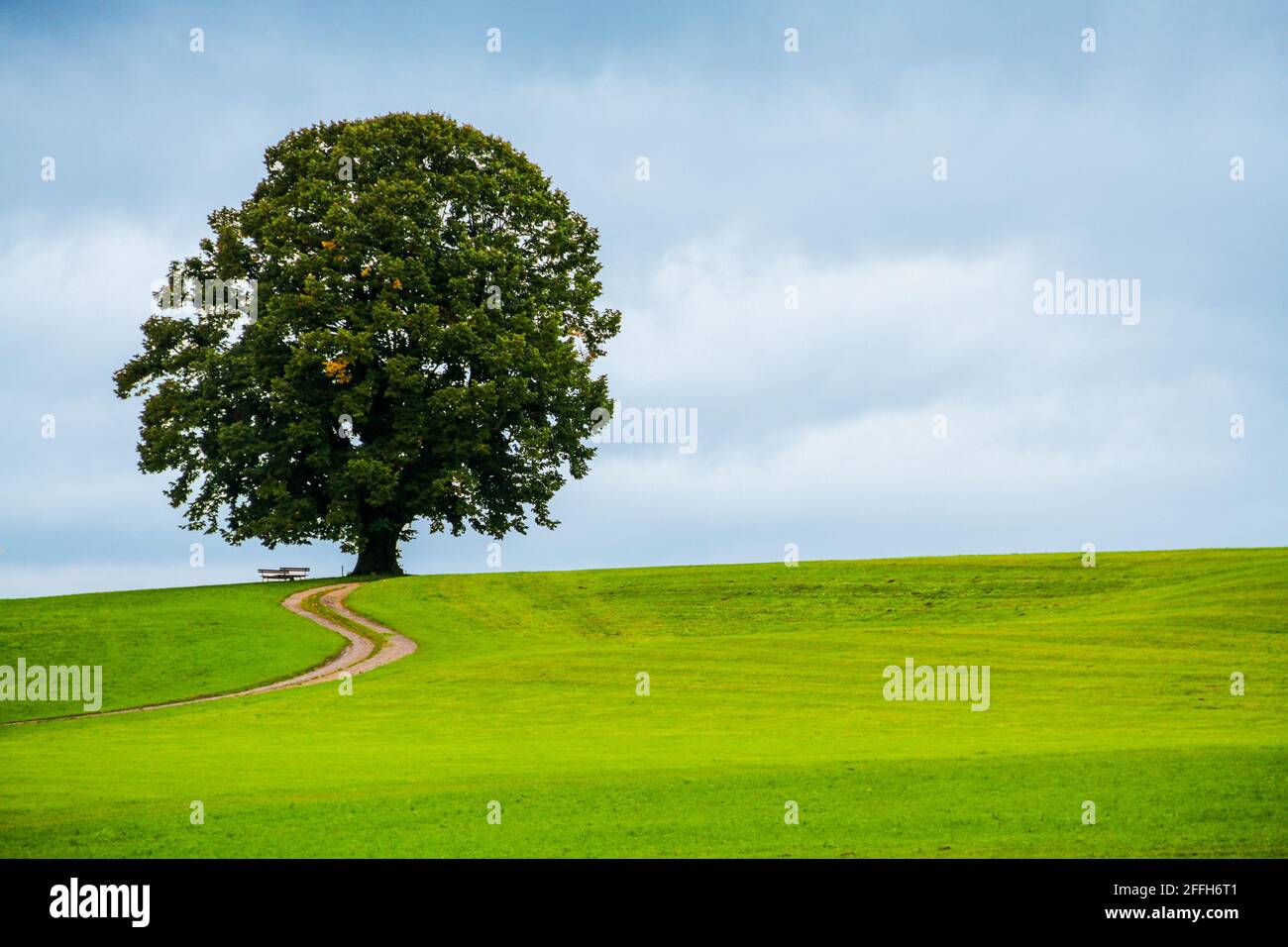 Old oak tree in an alpine meadow against the backdrop of a cloudy sky ...
