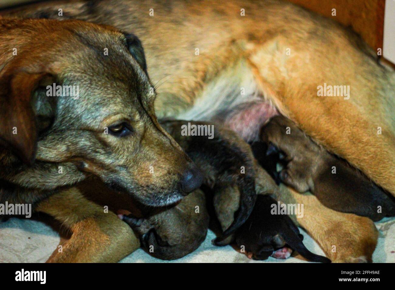 Closeup of a mutt mother dog feeding her puppies Stock Photo Alamy