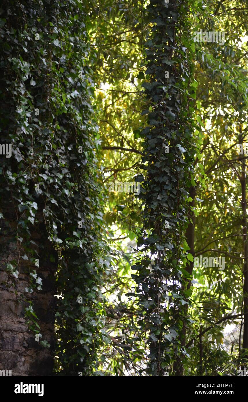 Hedera maderensis hi-res stock photography and images - Alamy
