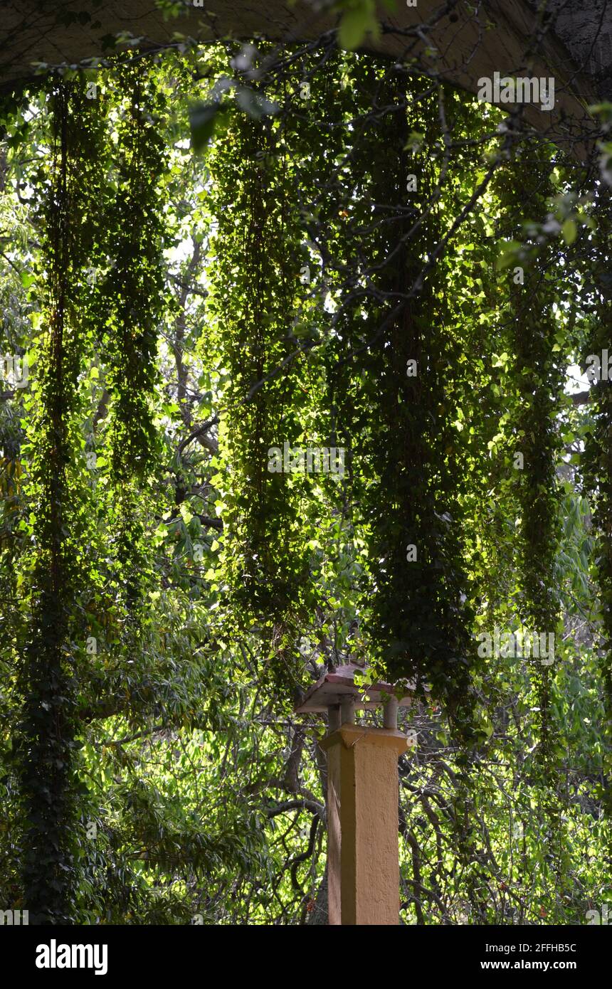 Hedera maderensis hi-res stock photography and images - Alamy