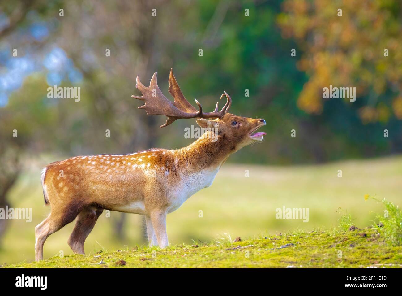 Fallow deer Dama Dama male stag during rutting season. The Autumn sunlight and nature colors are clearly visible on the background. Stock Photo
