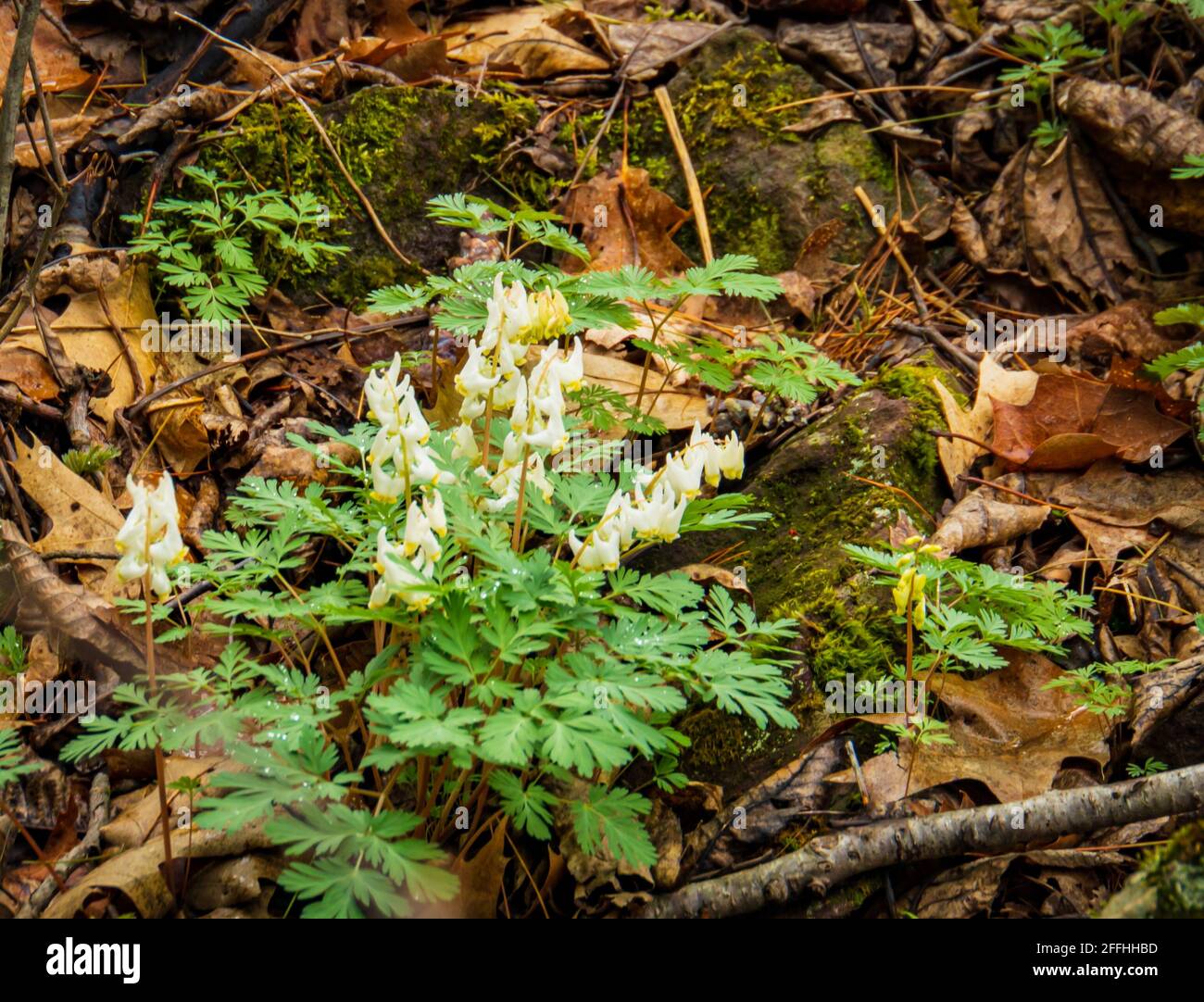 early spring woodland flowers:  Dutchmen's Breeches Stock Photo