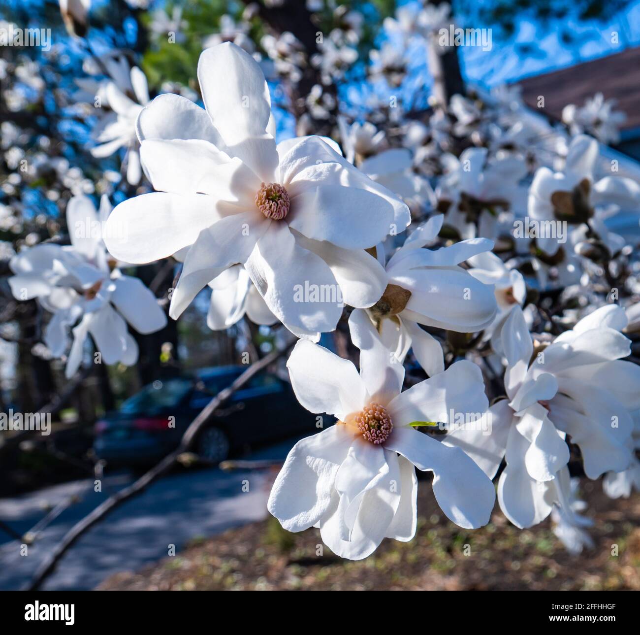 magnolia tree blooms in early spring Stock Photo - Alamy
