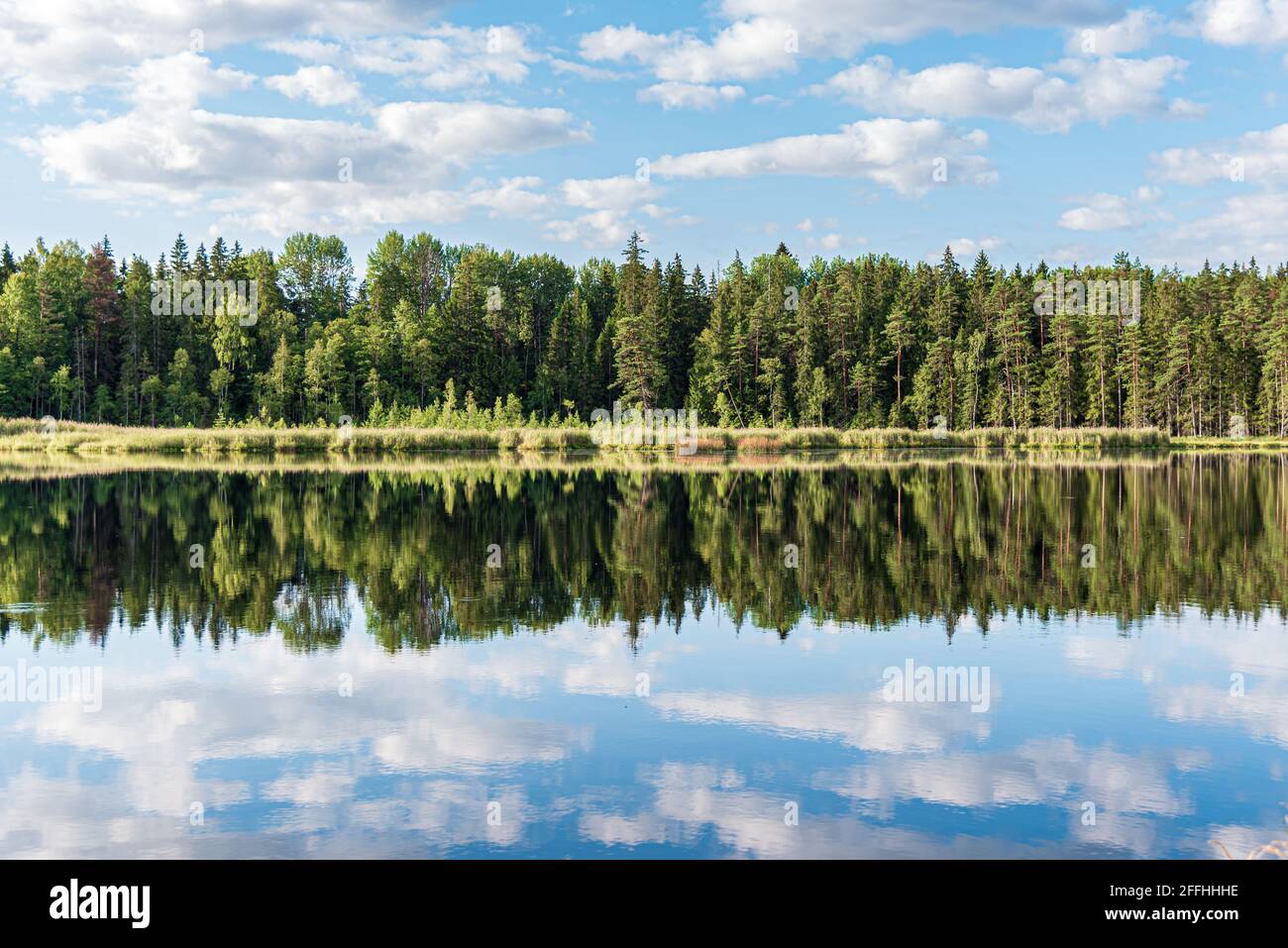 forest reflected on the water like on the mirror Stock Photo - Alamy