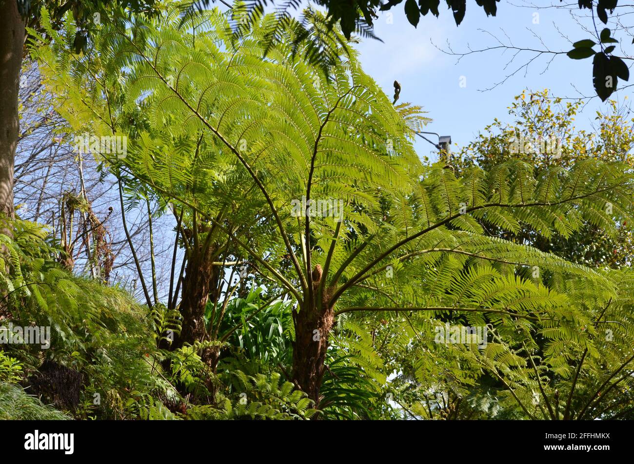 Springtime in the Monte municipal gardens, Funchal, Madeira (Portugal) Stock Photo