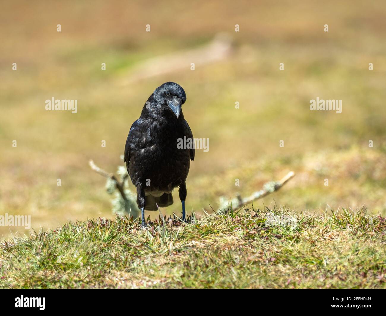 Carrion Crow Searching for Food Stock Photo - Alamy