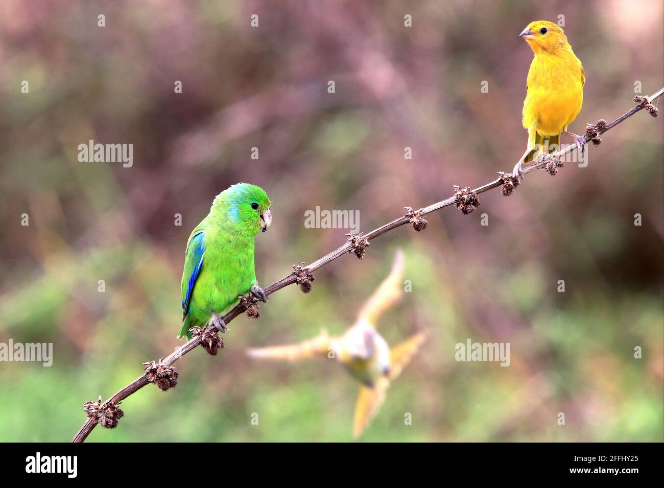 photo of a green bird (Blue-winged Parrotlet - Forpus xanthopterygius) and another yellow bird (Saffron Finch - Sicalis flaveola) perched on the same Stock Photo