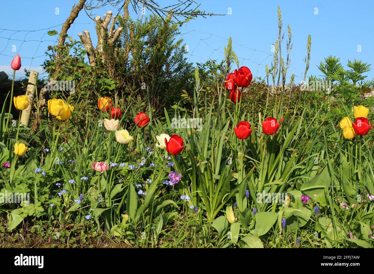 Tulips of different colours growing amongst other flowers in garden against backdrop of blue sky during springtime Stock Photo