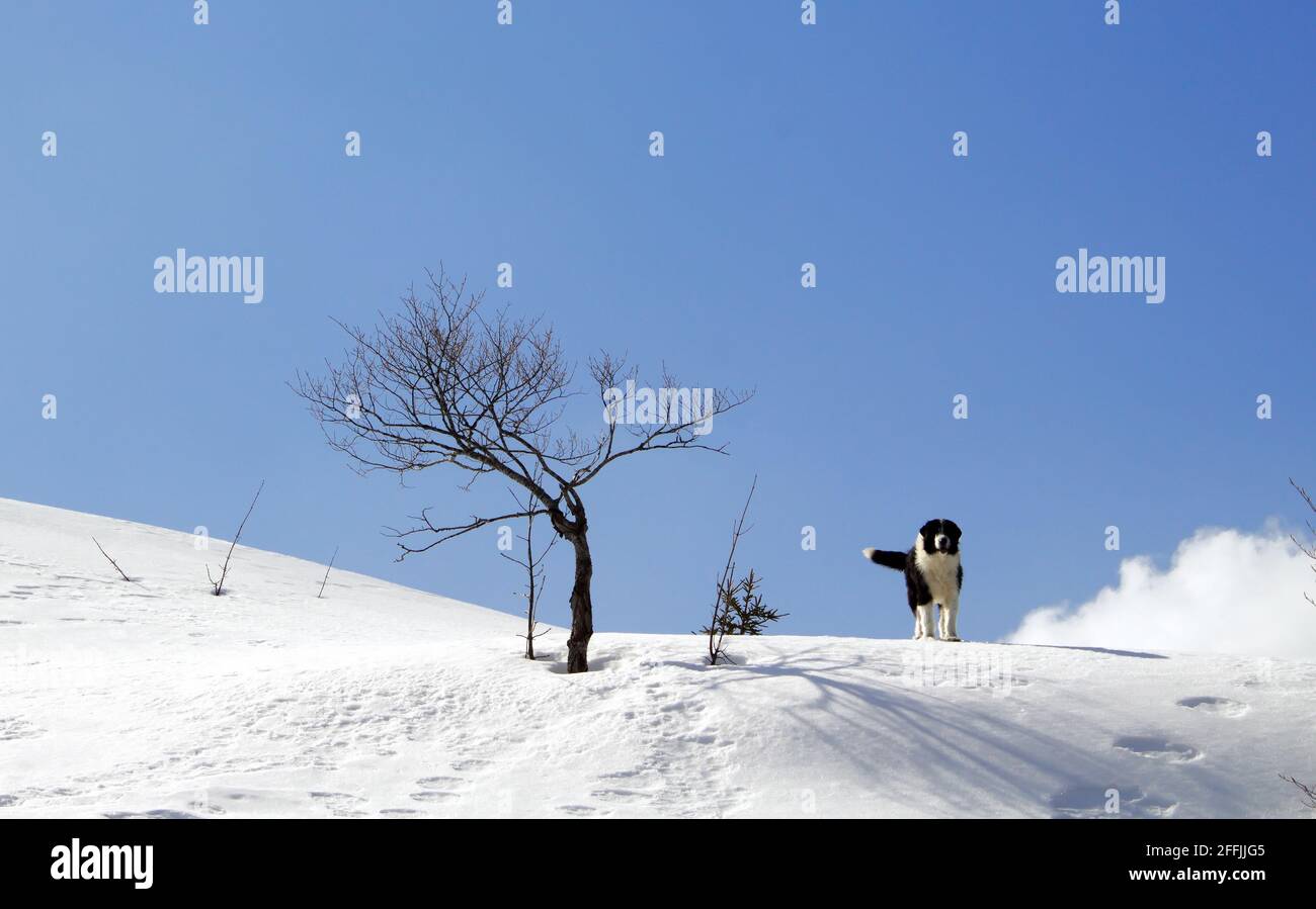 Bucovina shepherd dog standing in the snow Stock Photo