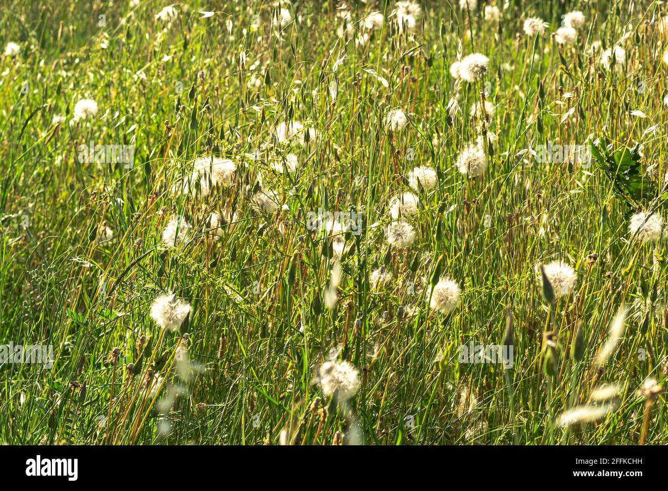 field of Taraxacum officinale comunete called dandelion or bitter chicory and in some places grandparents with selective focus on a sunny day. Stock Photo