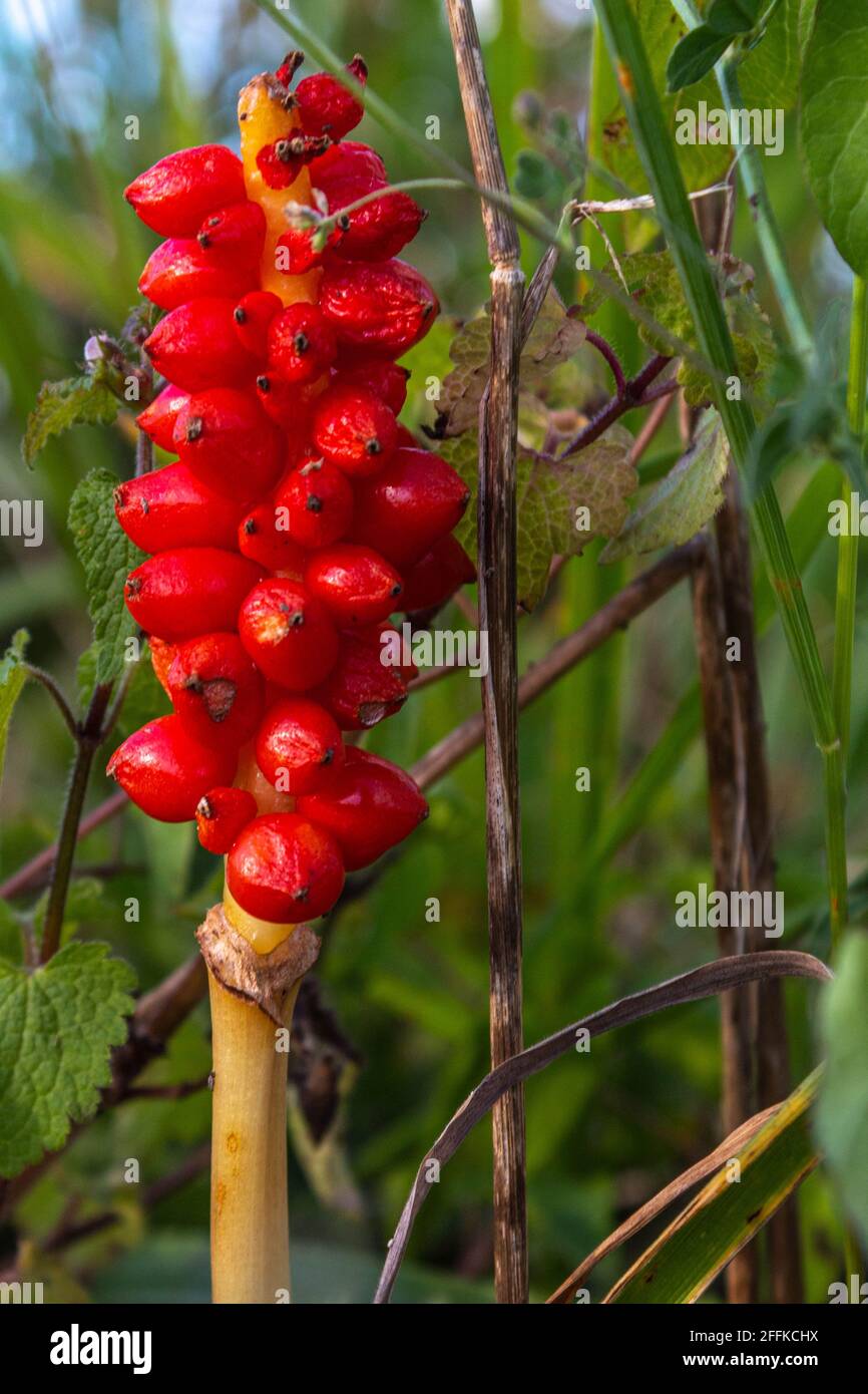 cassava plant image CASSAVA --Manihot esculenta-- main image 0