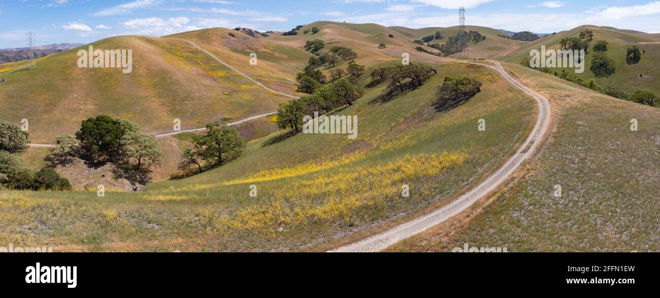 California native oak trees grow in the valleys between rolling hills