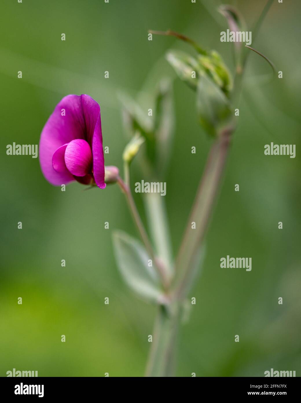 Beautiful Tangier pea flower in the blurred natural background Stock Photo