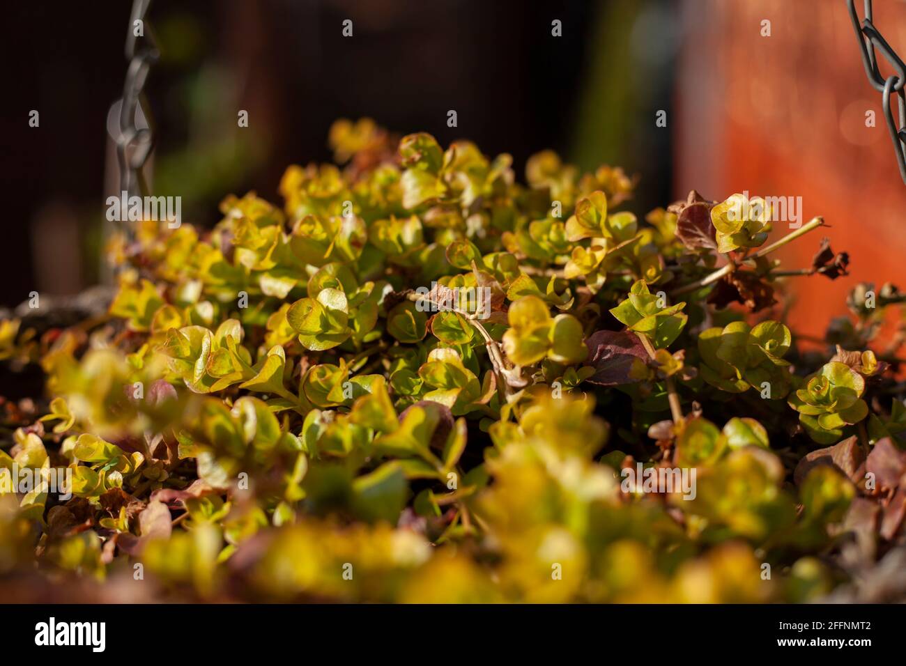 Lysimachia nummularia - Common name - Creeping Jenny on a sunny spring day Stock Photo