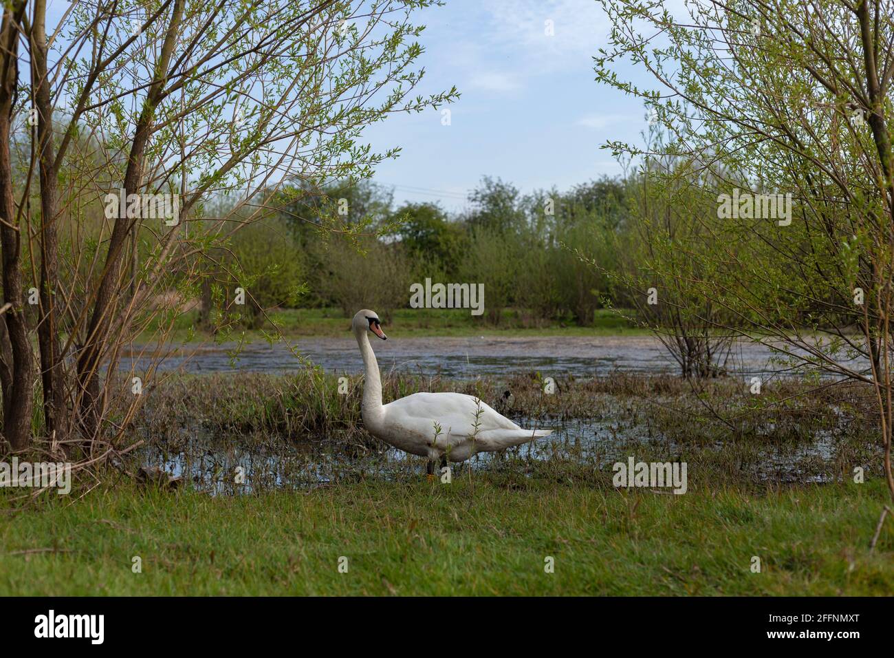 A Mute Swan in its natural wetland habitat in Britain.This image was taken beside the River Aire. Stock Photo