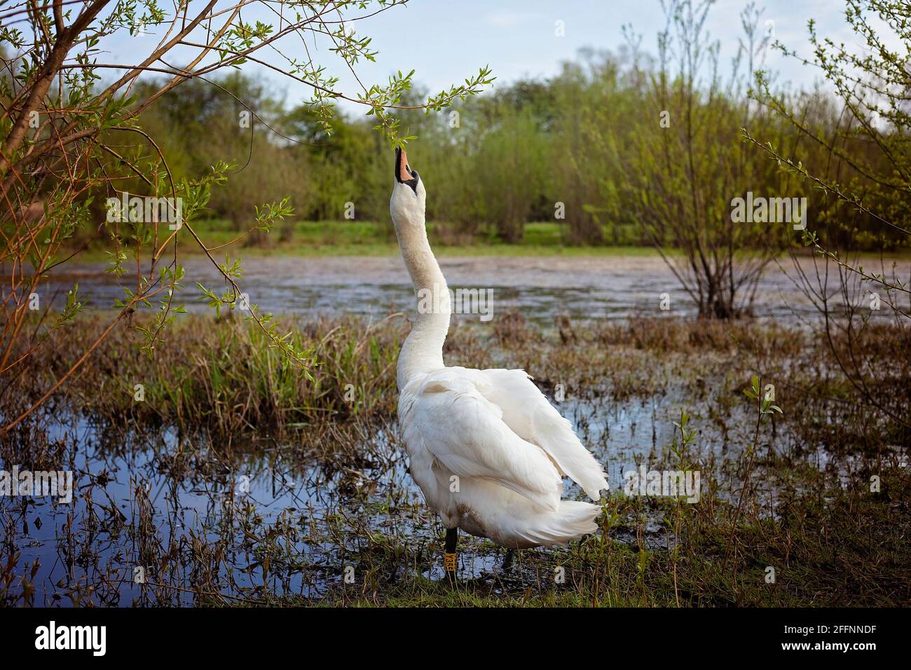 A Mute Swan in its natural wetland habitat in Britain.This image was