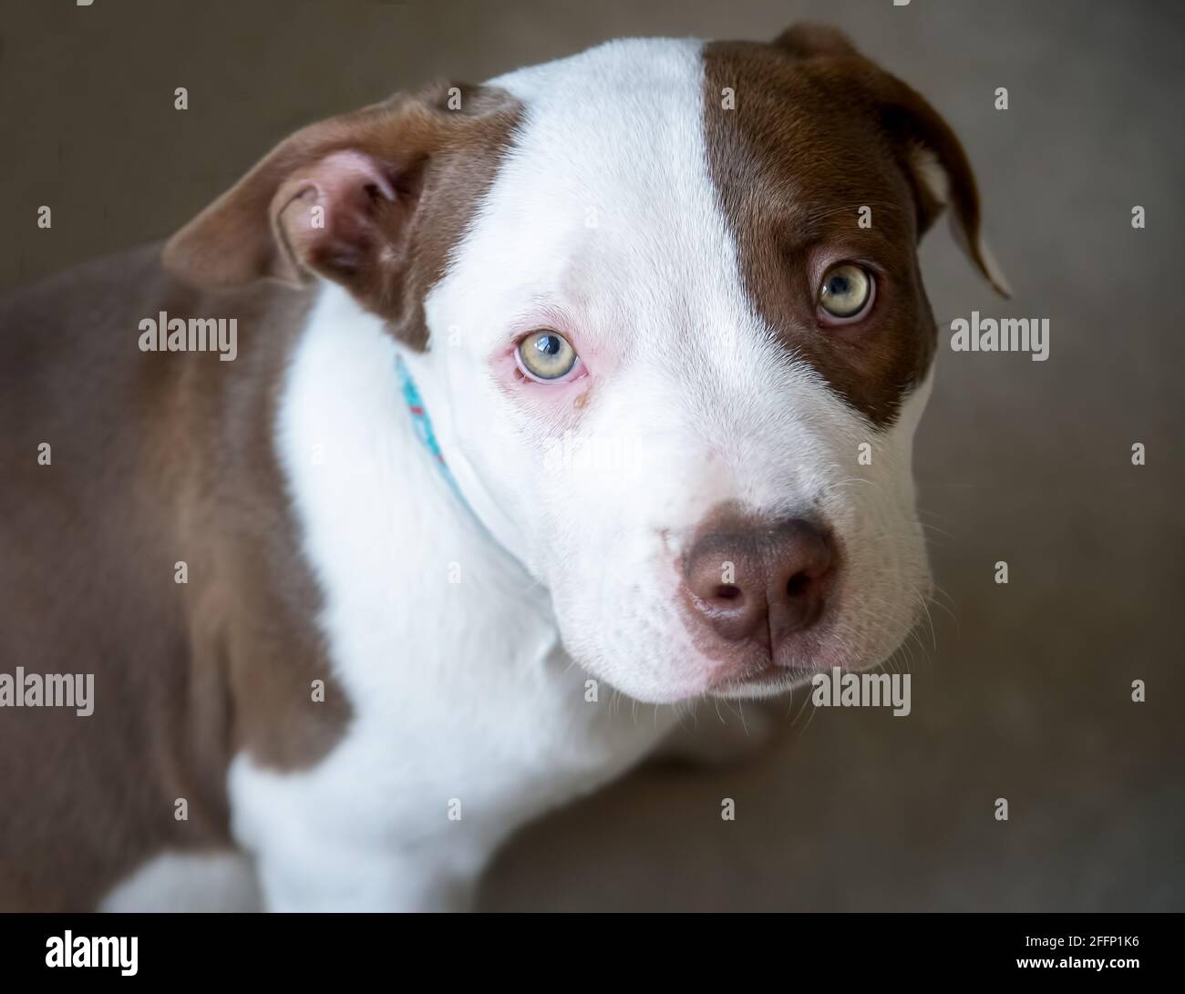 American puppy bulldog sales