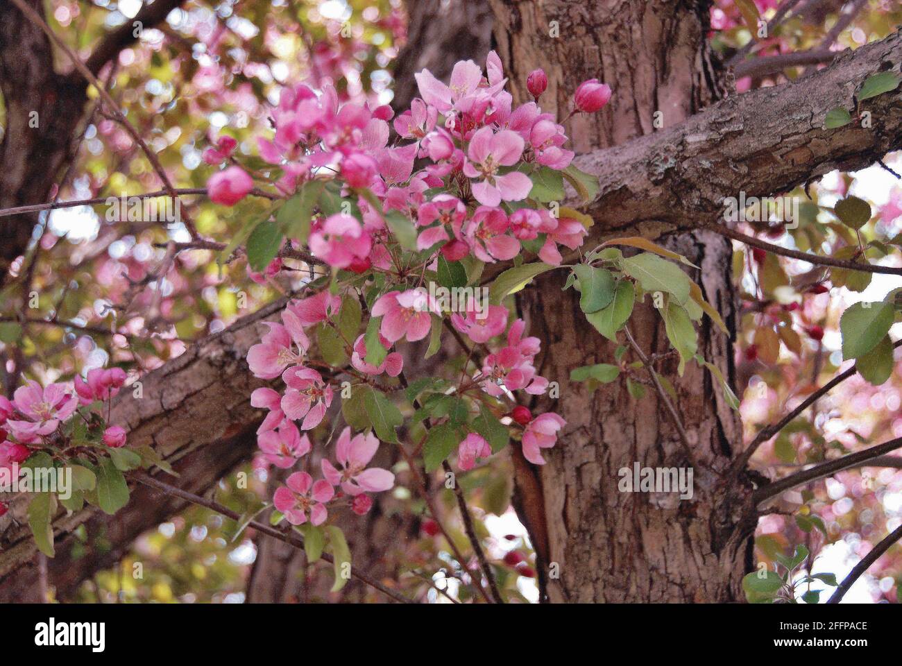 Pink flowers are in bloom on an ornamental flowering tree in early