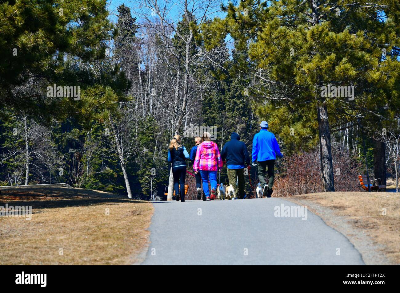 A family of five people and their dogs walking on a path by Boulevard Lake in Thunder Bay, Ontario, Canada, on a sunny spring day. Stock Photo