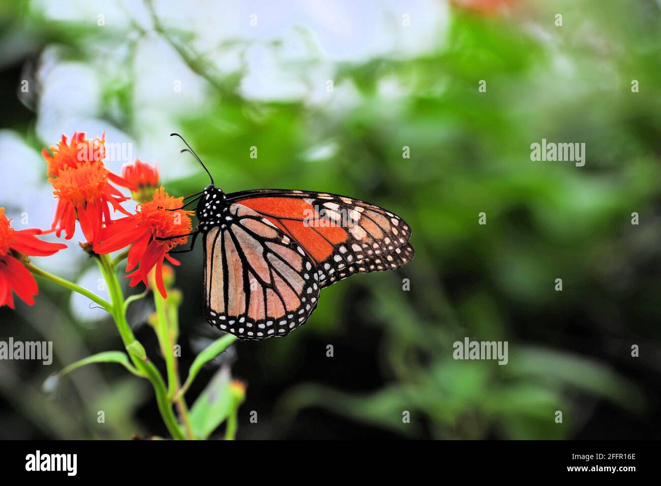 An endangered Monarch butterfly sitting on an orange flower to fuel up before it goes North. Stock Photo