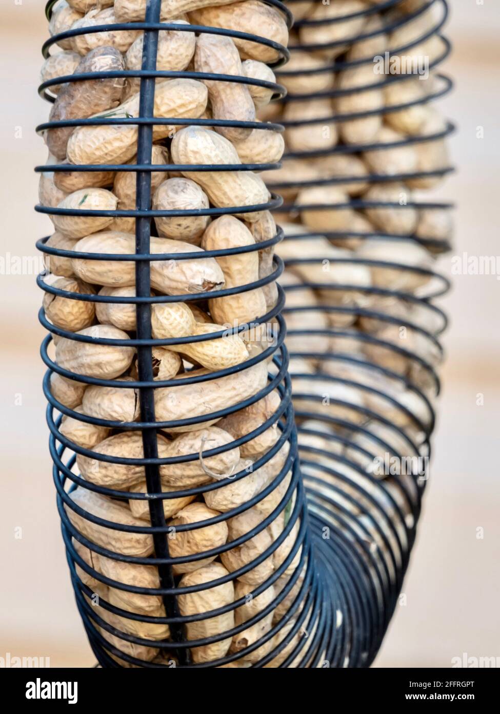 Blue Jay Peanut Ring Bird Feeder filled with peanuts in shells ready to